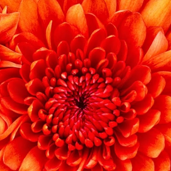 Meet your Posher, Jessica - Picture 1 of 1